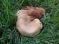 Márványos pereszke (Lepista panaeolus), Budai-hegység